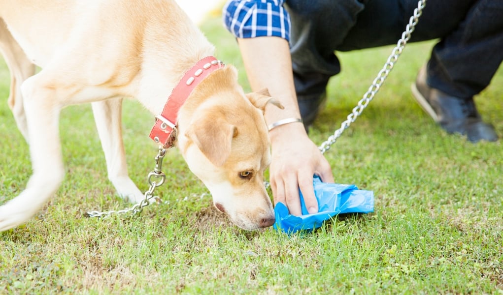 How To Make A Dog Stop Eating Poop Top Dog Tips