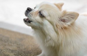 How To Make A Dog Stop Whining How To Make A Dog Stop Whining