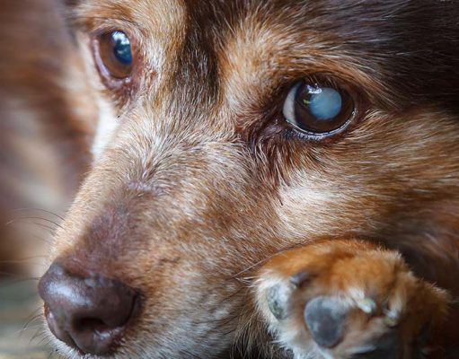 How To Tell If A Dog Is Blind How To Tell If A Dog Is Blind