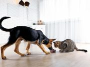 Is Cat Food Bad for Dogs? Is Cat Food Bad For Dogs?