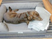 Review: PetFusion Dog Bed & Micro Plush Blanket PetFusion Dog Bed