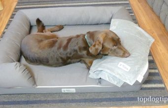 Review: PetFusion Dog Bed & Micro Plush Blanket PetFusion Dog Bed