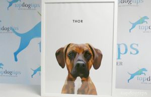 Review: West & Willow Pet Portraits West & Willow Pet Portraits