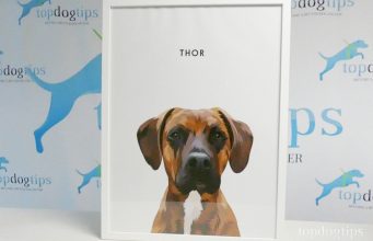 Review: West & Willow Pet Portraits West & Willow Pet Portraits