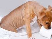 5 meilleurs trucs d'apprentissage de la propreté pour les chiens meilleurs trucs d'apprentissage de la propreté pour les chiens