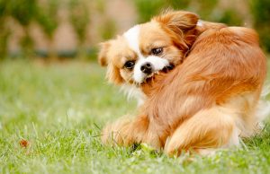 3 Best Ways To Kill Fleas On Dogs best ways to kill fleas on dogs