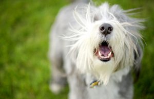 VIDEO GUIDE: How To Make A Dog Bark how to make a dog bark