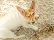 How To Stop A Dog From Peeing On Carpet how to stop a dog from peeing on carpet