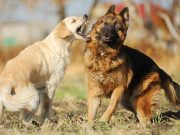 4 Safe Ways To Break Up A Dog Fight safe ways to break up a dog fight