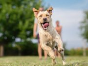 5 Tips to Get Your Dog in Better Physical Shape 5 Tips to Get Your Dog in Better Physical Shape featured image