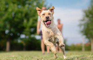 5 Tips to Get Your Dog in Better Physical Shape 5 Tips to Get Your Dog in Better Physical Shape featured image