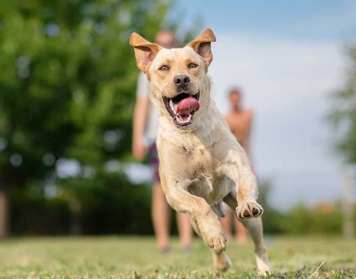 5 Tips to Get Your Dog in Better Physical Shape 5 Tips to Get Your Dog in Better Physical Shape featured image