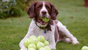 Are Tennis Balls Bad for Dogs?