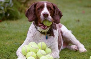 Are Tennis Balls Bad for Dogs? Are Tennis Balls Bad for Dogs? featured image