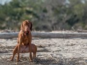 Best Aids For Dog’s Firm Stool My Dog's Poop Looks Weird And I Don't Know What To Do
