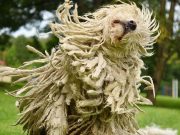 9 Big Dog Breeds That Don’t Shed Big Dog Breeds That Don't Shed featured image