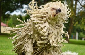 9 Big Dog Breeds That Don’t Shed Big Dog Breeds That Don't Shed featured image