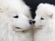 12 Big White Dog Breeds And Why They Are Great Big White Dog Breeds