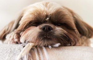 Can Dogs Have Sleep Apnea and What to Do About It? Can Dogs Have Sleep Apnea and What to Do About It? featured image
