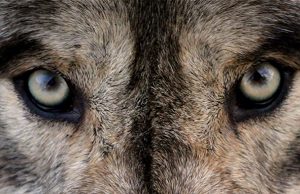 Dog Breeds That Look Like Wolves Dog Breeds That Look Like Wolves copy