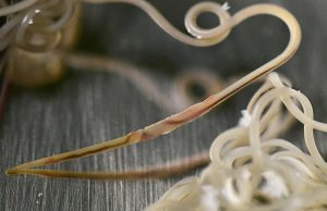 How Do I Know If My Dog Has Heartworms? How Do I Know If My Dog Has Heartworms? featured image