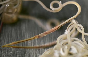 How Do I Know If My Dog Has Heartworms? How Do I Know If My Dog Has Heartworms? featured image