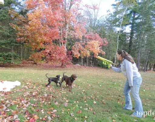 Review: Hyper Pet K9 Kannon Tennis Ball Launcher K9 Kannon