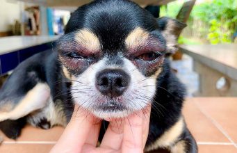 8 Most Common Allergies In Dogs You Should be Aware of Most Common Allergies in Dogs