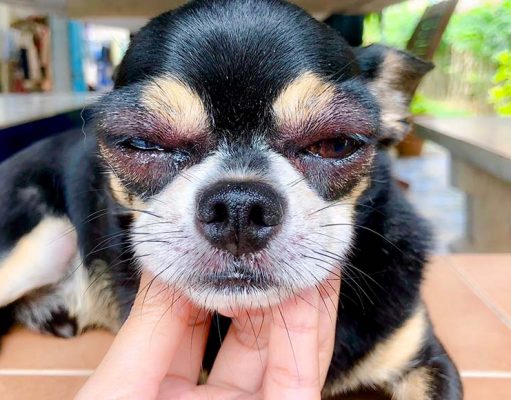 8 Most Common Allergies In Dogs You Should be Aware of Most Common Allergies in Dogs