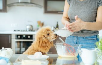 healthy home cooking for the poodle