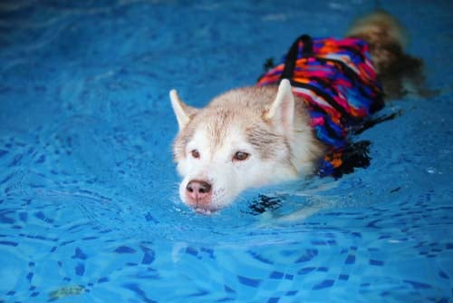 dog swimming