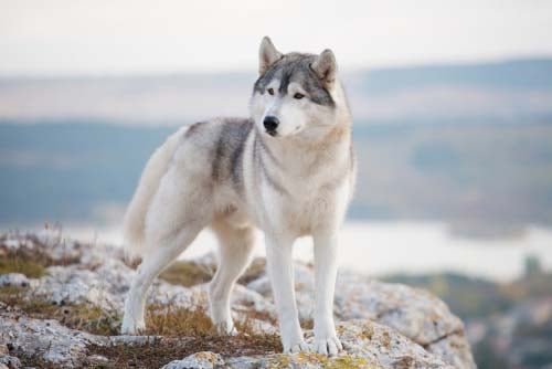 Dogs that best sale look like wolves