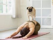 11 Most Popular Asian Dog Breeds 11 Most Popular Asian Dog Breeds