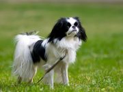 12 Popular Chinese Dog Breeds 12 Popular Chinese Dog Breeds featured image