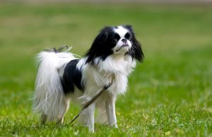12 Popular Chinese Dog Breeds 12 Popular Chinese Dog Breeds featured image
