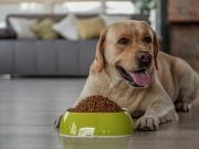 25 Best Dog Food Brands in Europe 25 Best Dog Food Brands in Europe