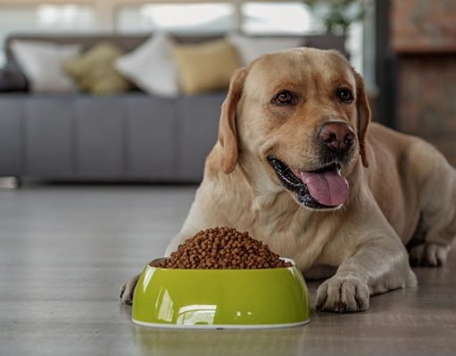 25 Best Dog Food Brands in Europe 25 Best Dog Food Brands in Europe