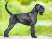 9 Popular Black Dog Breeds 9 Popular Black Dog Breeds