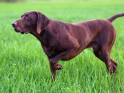 21 Popular Brown Dog Breeds 9 Popular Brown Dog Breeds