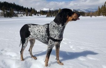 Bluetick Coonhound Breed: Everything You Need To Know Bluetick Coonhound Breed- Everything You Need To Know