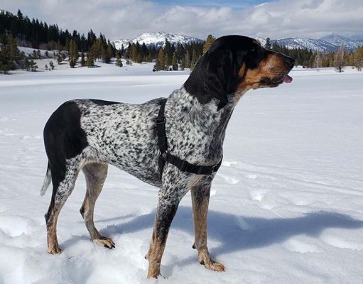 Bluetick Coonhound Breed: Everything You Need To Know Bluetick Coonhound Breed- Everything You Need To Know