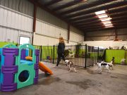 Dog Boarding Costs: Different Plans and Costs Explained Dog Boarding Costs- Different Plans and Costs Explained