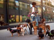 How Much Does a Dog Walker Cost? Everything You Need to Know How Much Does a Dog Walker Cost? Everything You Need to Know