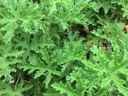 Is Citronella Safe for Dogs? And What Else Owners Must Know Is Citronella Safe For Dogs