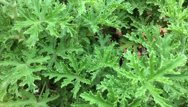Is Citronella Safe for Dogs? And What Else Owners Must Know