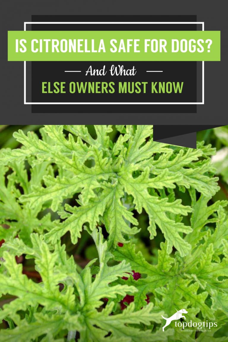 Is Citronella Safe for Dogs? And What Else Owners Must Know