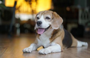 Pocket Beagle Dog Breed: Everything You Need To Know Pocket Beagle Dog Breed- Everything You Need To Know