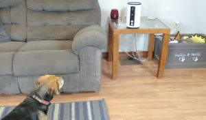 WOpet Smart Pet Camera Giveaway