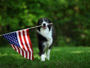 Why It’s Important to Buy Pet Products Made in the USA Why It’s Important to Buy Pet Products Made in the USA