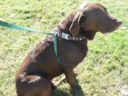 How To Make A Dog Harness how to make a dog harness